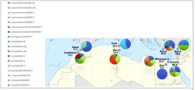 Carbapenem- and colistin-resistant Enterobacterales in intensive care unit patients in Mediterranean countries, 2019